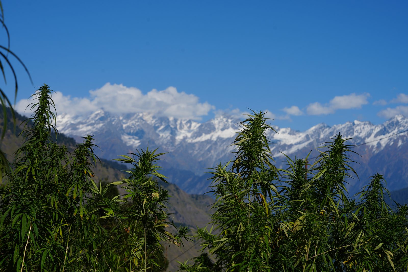 A stand of cannabis growing wild on a valley shoulder, the snow line of the main range directly behind it.