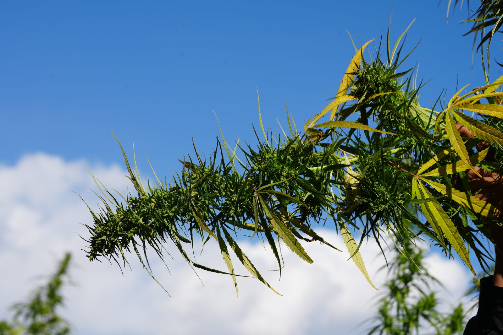 A long branch dense with seeded flower clusters, held up against open sky and cloud.