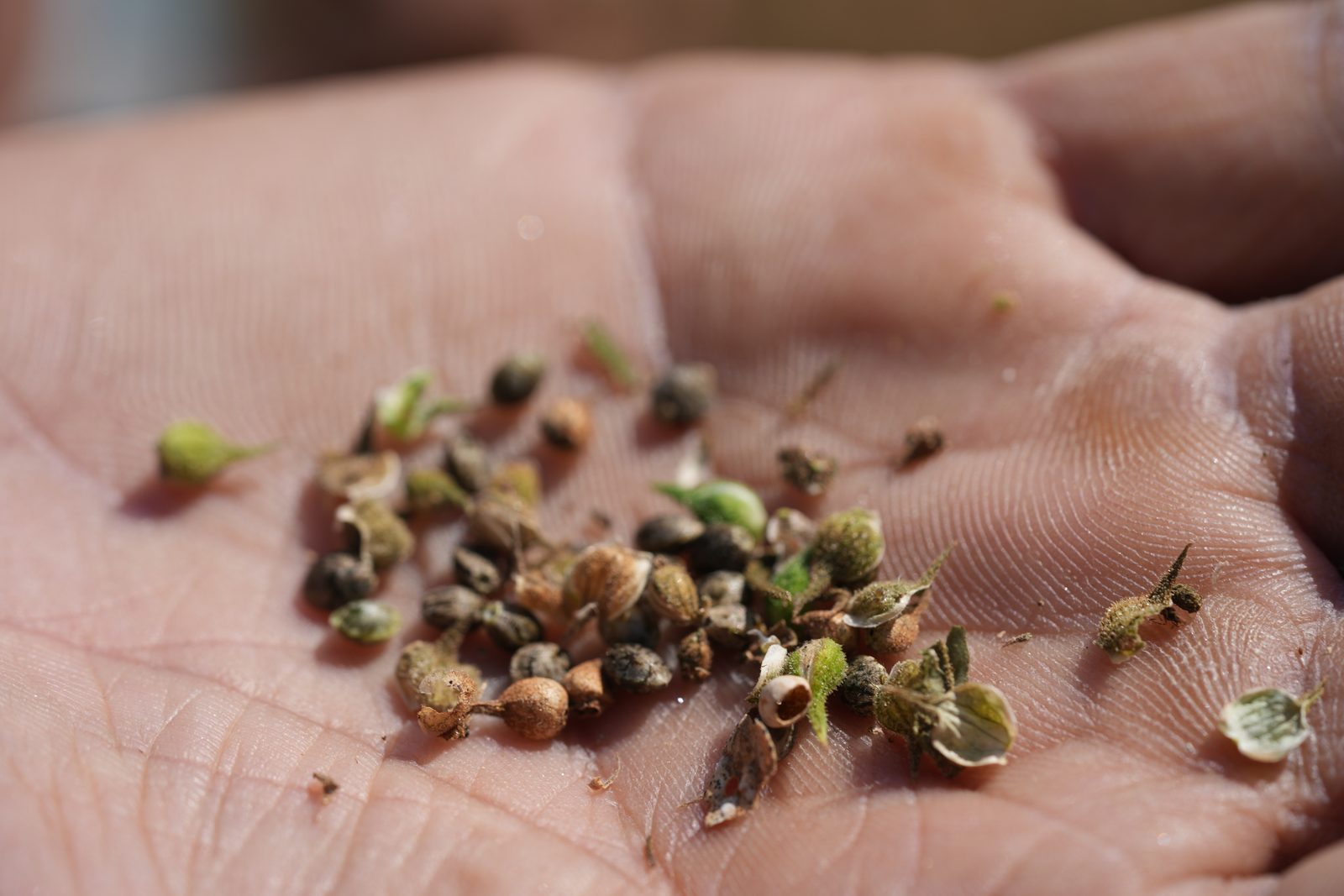 Cannabis seed close in an open palm, husks and all.